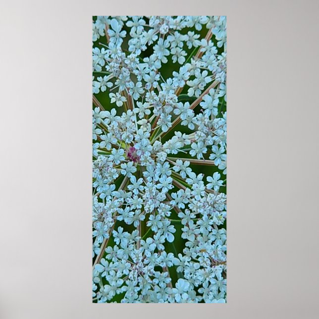 Affiche Fleurs de la Reine Anne (Devant)
