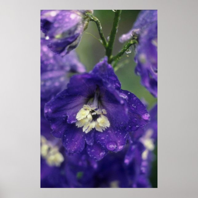 Affiche Fleurs de larkspur (Hybride de Delphinium) (Devant)