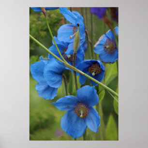 Affiche Fleurs de l'Himalaya de pavot bleu