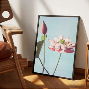 Affiche fleurs de lotus