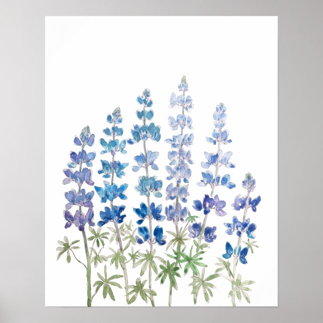 Affiche fleurs de lupin bleu et violet aquarelle (Devant)