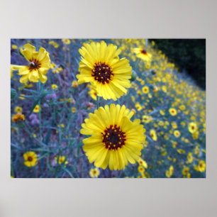 Affiche Fleurs de Madia communes dans le parc national de