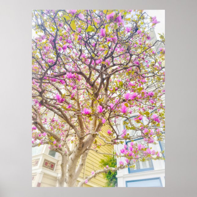 Affiche Fleurs de magnolia  (Devant)