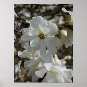 Affiche Fleurs de Magnolia étoilé