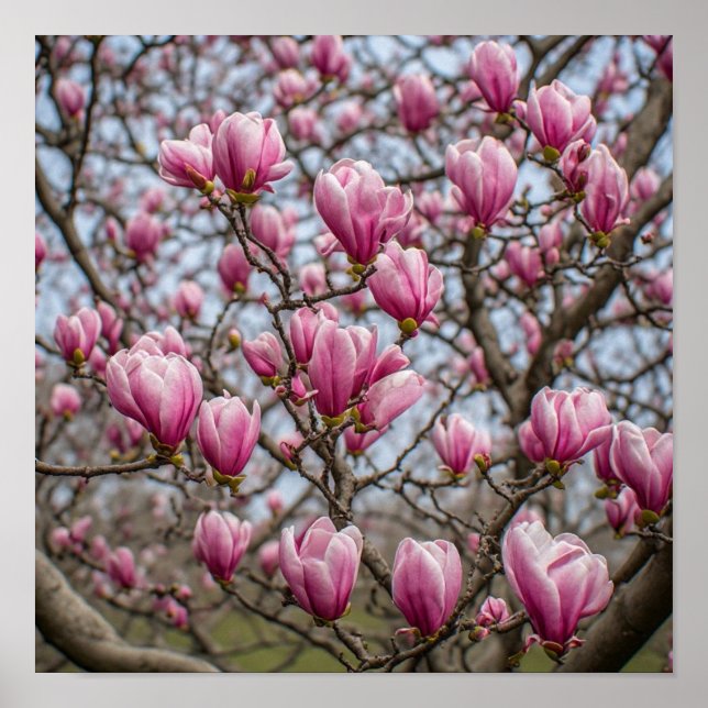 Affiche Fleurs de magnolia rose gracieuses (Devant)