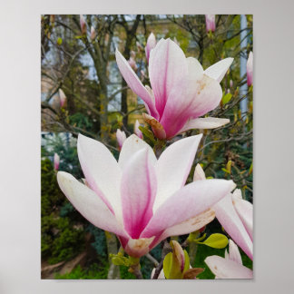 Affiche Fleurs de magnolia roses en fleurs
