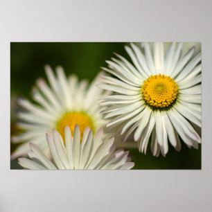 Affiche Fleurs de marguerite Floral Photographie d