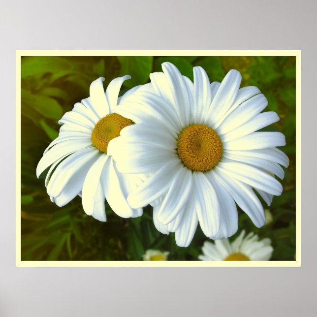 Affiche Fleurs de marguerite Imprimer Classic Daisies Post (Devant)