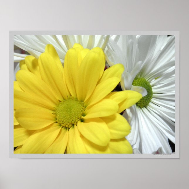 Affiche Fleurs de marguerites jaunes blancs Photo (Devant)