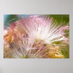 Affiche Fleurs de mimosa