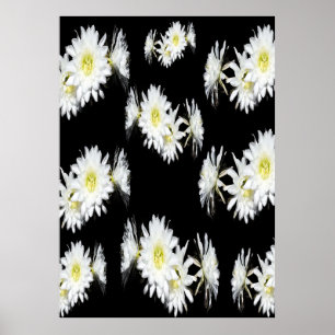 Affiche Fleurs De Minuit : Fleurs De Cactus Blancs Sur Noi