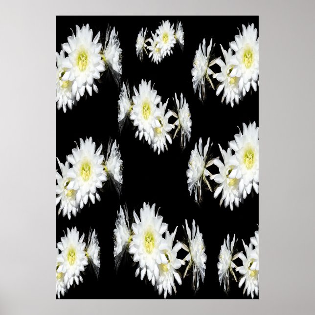 Affiche Fleurs De Minuit : Fleurs De Cactus Blancs Sur Noi (Devant)