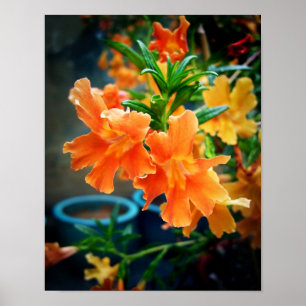 Affiche Fleurs de musc