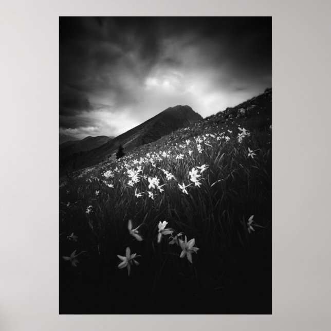 Affiche Fleurs de narcisse blanches dans l'obscurité (Devant)