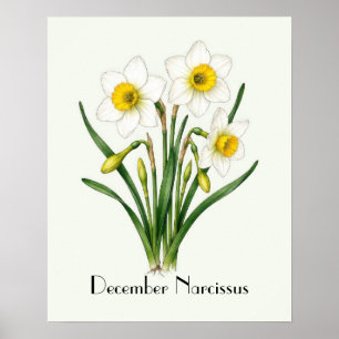 Affiche Fleurs de Narcisse de Décembre