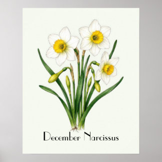 Affiche Fleurs de Narcisse de Décembre