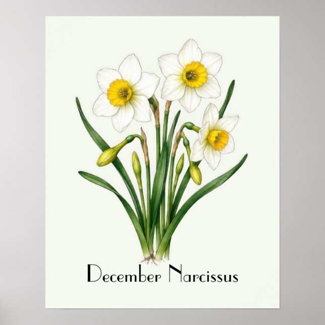 Affiche Fleurs de Narcisse de Décembre (Devant)