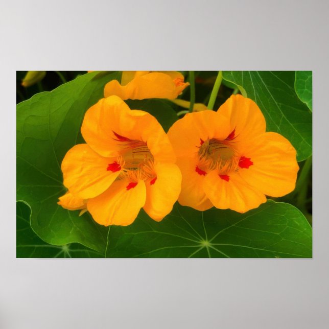 Affiche Fleurs de Nasturtium (Devant)