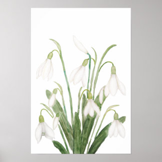 Affiche fleurs de neige blanche peinture d'aquarelle botan