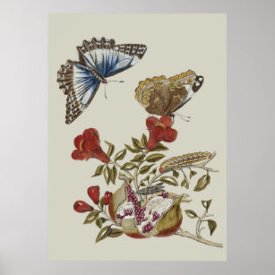 Affiche Fleurs de papillon Fruit vintage peinture de la fa