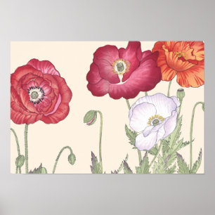 Affiche Fleurs de pavot d'art Ukiyo japonais vintage