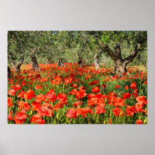 Affiche Fleurs de pavot rouge sous les vieux oliviers