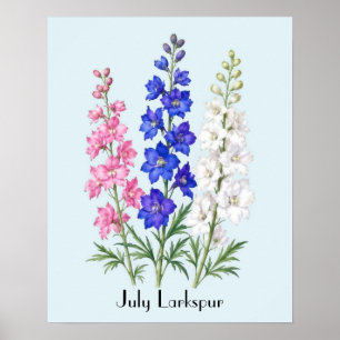 Affiche Fleurs de Pied-d'Alouette de Juillet