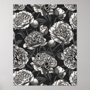 Affiche Fleurs de pivoines blanches sur gris foncé