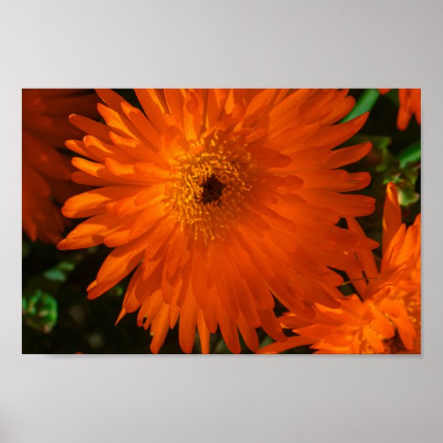 Affiche Fleurs de plantes grasses orange vert d'Afrique du (Devant)