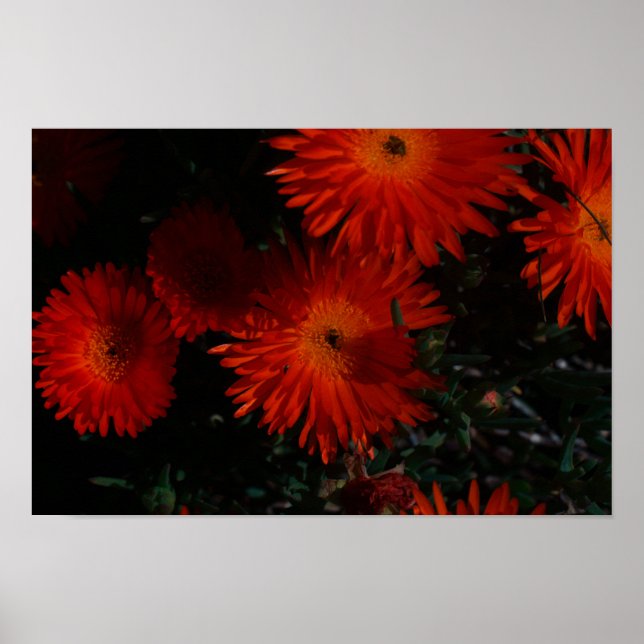 Affiche Fleurs de plantes grasses orange vert d'Afrique du (Devant)