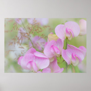 Affiche Fleurs de pois de senteur   Seabeck, WA