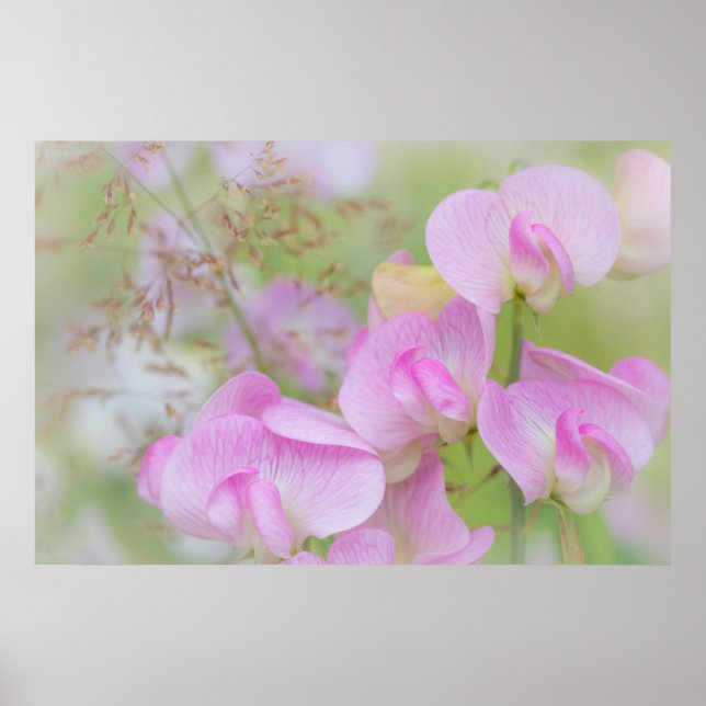 Affiche Fleurs de pois de senteur | Seabeck, WA (Devant)