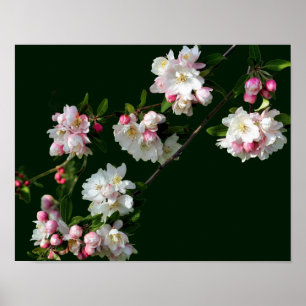 Affiche Fleurs De Pommes Roses Et Blanches