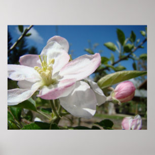 Affiche FLEURS DE POMMIER Art Imprimé Cadre Art