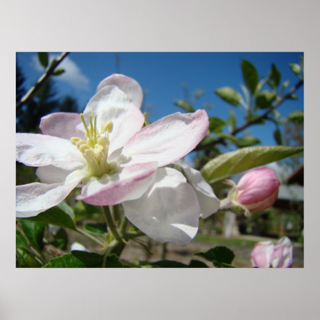 Affiche FLEURS DE POMMIER Art Imprimé Cadre Art (Devant)