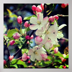 Affiche Fleurs de pommier début de printemps 3 gros plan