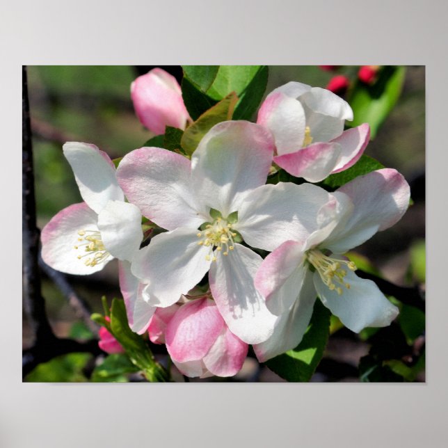 Affiche Fleurs de pommier printanières jolies Fleurissant  (Devant)