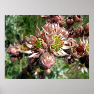 Affiche Fleurs de poules et de poussins (Sempervivum)