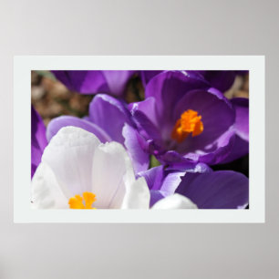 Affiche Fleurs de printemps blanches et violettes