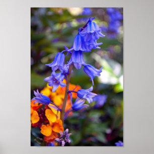 Affiche Fleurs de printemps Bluebell Hyacinthoides