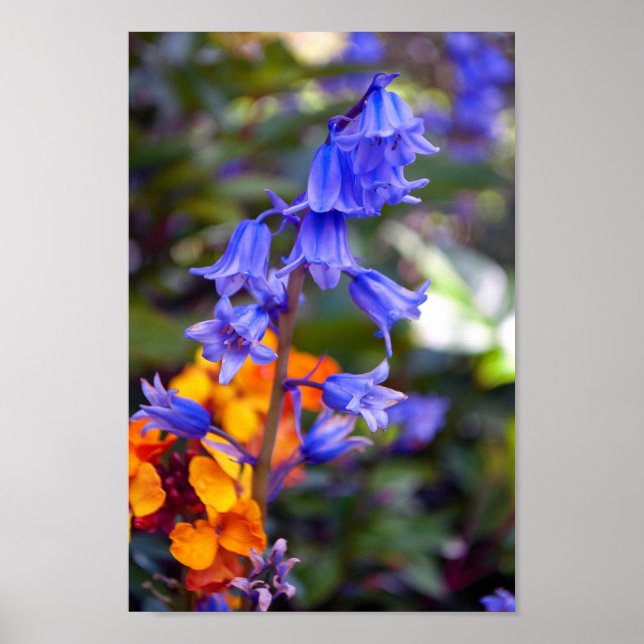Affiche Fleurs de printemps Bluebell Hyacinthoides (Devant)