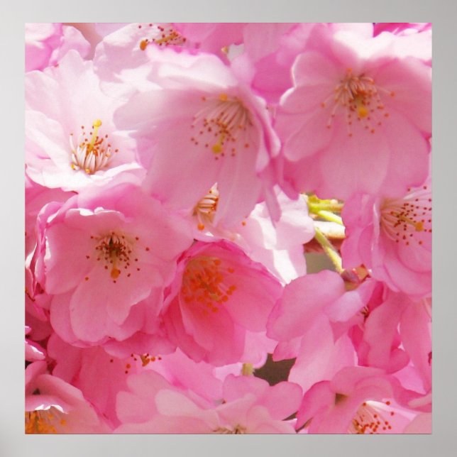 Affiche Fleurs de printemps roses (Devant)