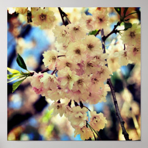 Affiche Fleurs de printemps roses 3 Gros plan