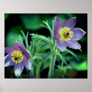 Affiche Fleurs de printemps violettes Pasque Gros plan
