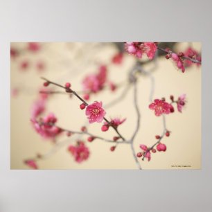 Affiche Fleurs de prune