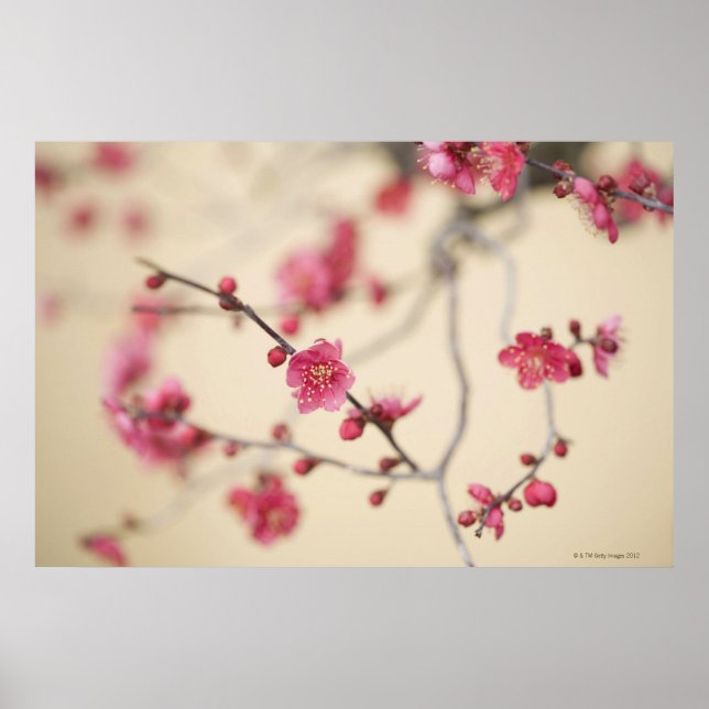 Affiche Fleurs de prune (Devant)