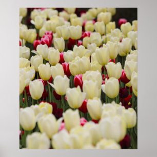 Affiche Fleurs de ressort douces