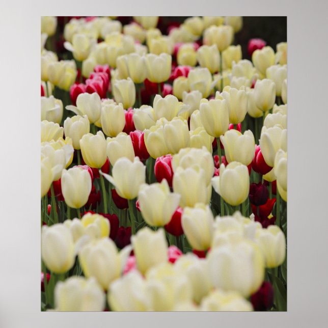 Affiche Fleurs de ressort douces (Devant)
