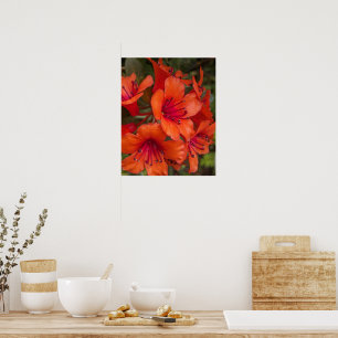 Affiche Fleurs de Rhododendron Orange Clair