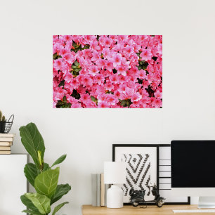 Affiche Fleurs de rhododendron rose